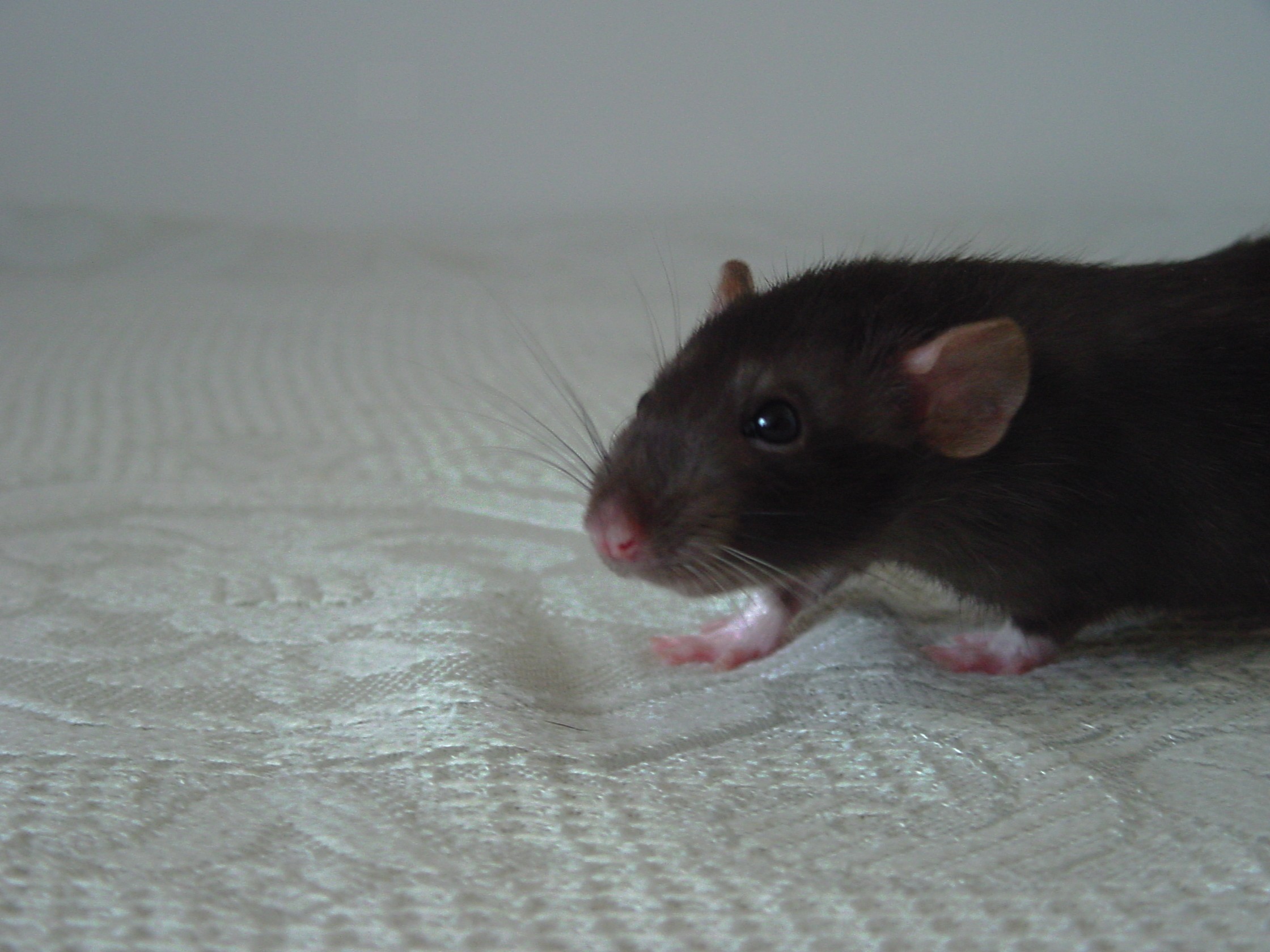 Cedrick