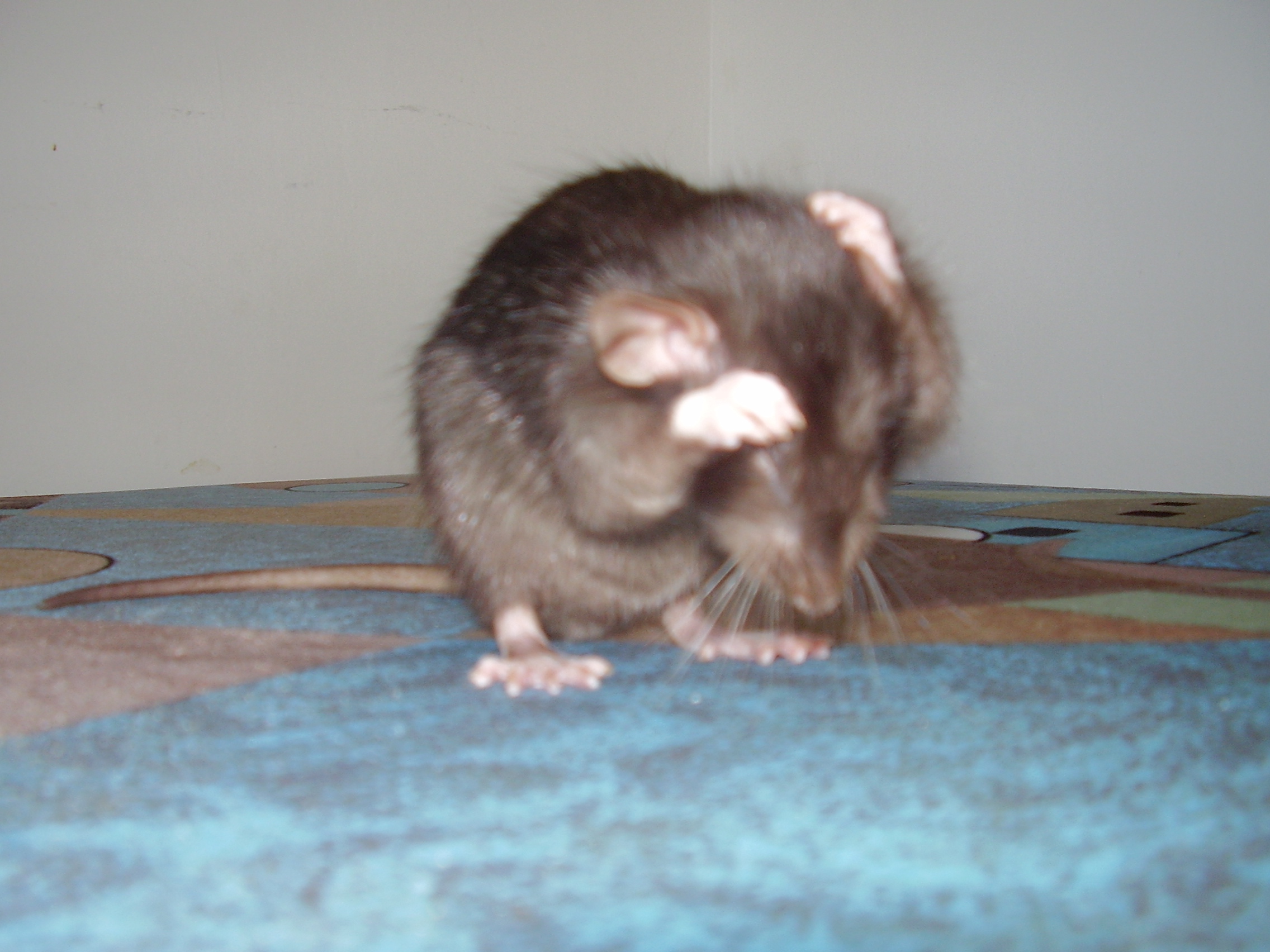Cistotny Cedrick